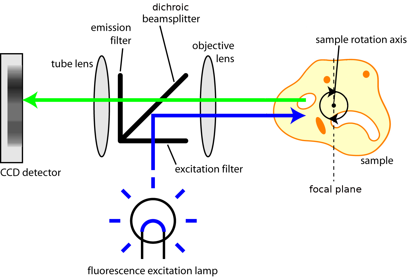 Optical Projection Tomography