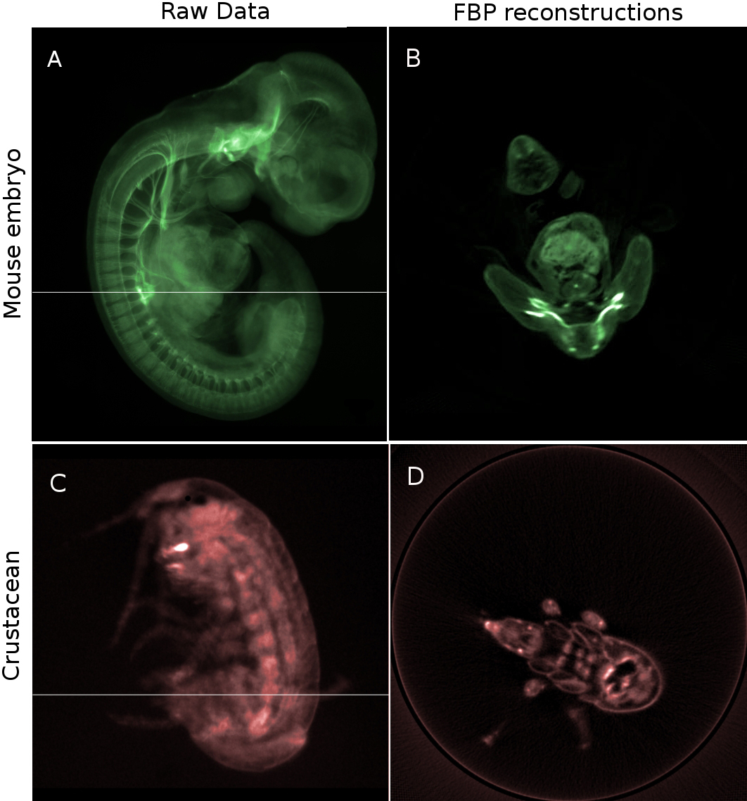 Optical Projection Tomography