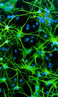 astrocytes brain cells