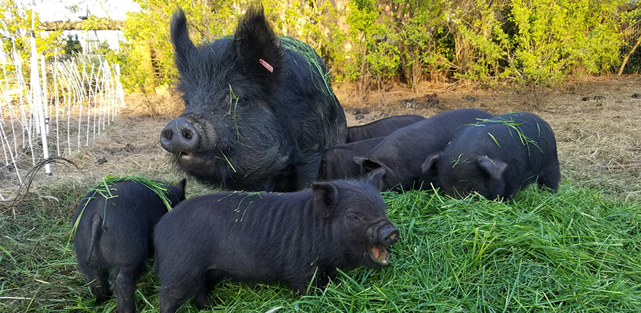 happy pigs