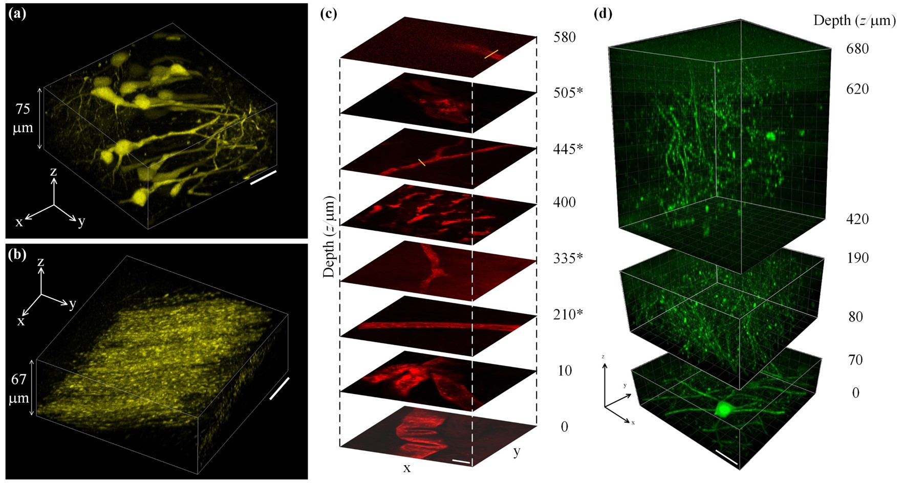 Two-photon imaging results, based on the novel 937-nm laser