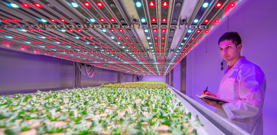 Crops growing under spectrally optimized LED lights