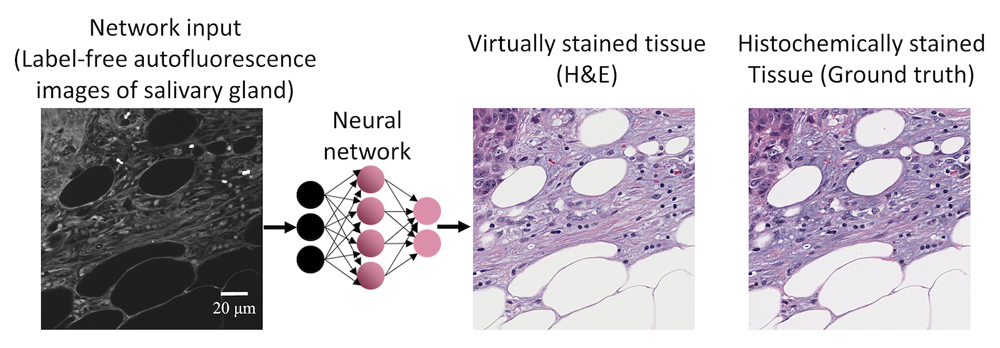 neural networks carry out digital staining