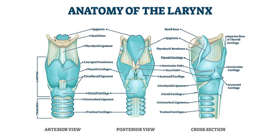 vocal cords larynx