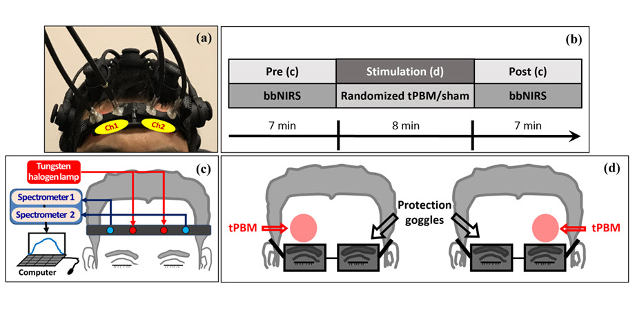Noninvasive transcranial photobiomodulation (tPBM) experimental setup
