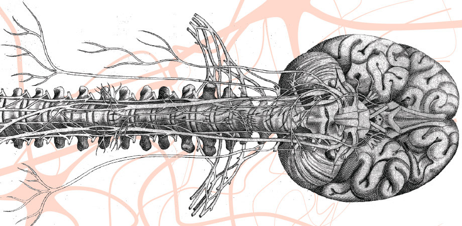 Searching for the brain's quantum network