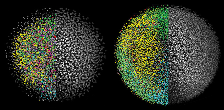 Supersizing light-sheet microscopy